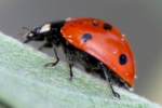 Seven-spotted Lady Beetle