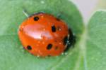 Seven-spotted Lady Beetle