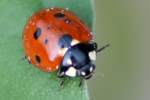 Seven-spotted Lady Beetle