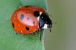 Seven-spotted Lady Beetle