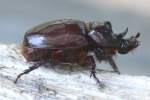 Rhinoceros Beetle - Ox Beetle