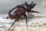 Rhinoceros Beetle - Ox Beetle