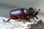 Rhinoceros Beetle - Ox Beetle