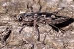 Pine Borer Beetle