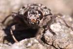 Pine Borer Beetle