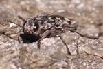 Pine Borer Beetle