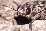 Pine Borer Beetle