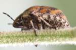 Unidentified Beetle