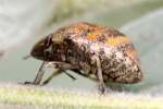 Unidentified Beetle