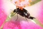 Tumbling Flower Beetle