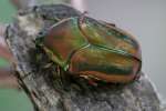 Figeater Beetle