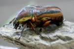 Figeater Beetle