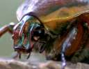 Figeater Beetle