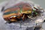 Figeater Beetle