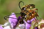 Notch-tipped Flower Longhorn