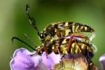 Notch-tipped Flower Longhorn