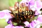 Notch-tipped Flower Longhorn