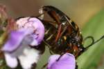 Notch-tipped Flower Longhorn