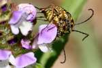 Notch-tipped Flower Longhorn