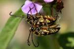 Notch-tipped Flower Longhorn