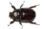 Unidentified Beetle