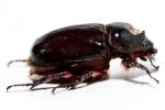 Unidentified Beetle