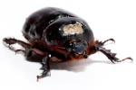 Unidentified Beetle