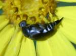 Tumbling Flower Beetle