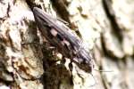 Pine Borer Beetle