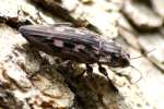 Pine Borer Beetle