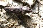Pine Borer Beetle