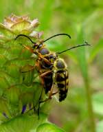 Notch-tipped Flower Longhorn