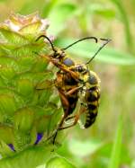 Notch-tipped Flower Longhorn