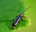 Soldier Beetle