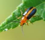 Skeletonizing Leaf Beetle