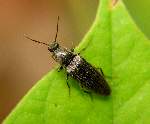 Rain Click Beetle