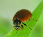 Polished Lady Beetle