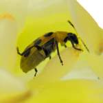 Spotted Cucumber Beetle