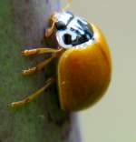 Polished Lady Beetle