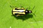 Alligatorweed Flea Beetle