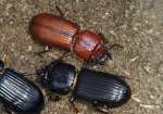 Patent-leather Beetle