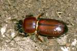 Patent-leather Beetle