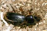 Patent-leather Beetle