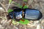 Patent-leather Beetle