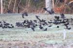 Common Grackle - in molt