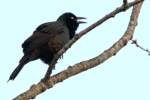 Common Grackle - in molt