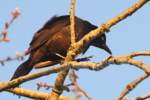 Common Grackle - in molt