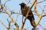 Common Grackle - in molt