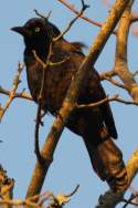 Common Grackle - in molt