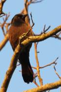 Common Grackle - in molt